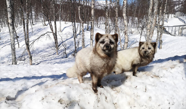 Går inn med støtte til Polar Park