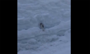 Snømus tok livet av mus