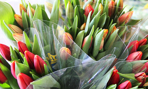 Tulipaner mot mobbing
