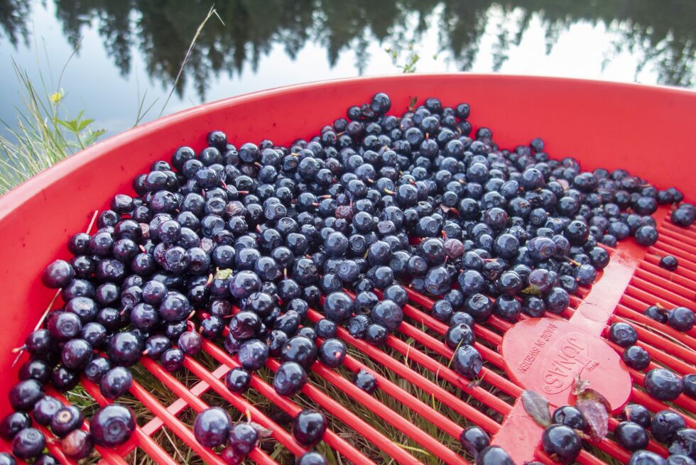 Blåbærplukker og rensebrett kan være lurt når det er store mengder bær, som i år.
 Foto: Gorm Kallestad / NTB
