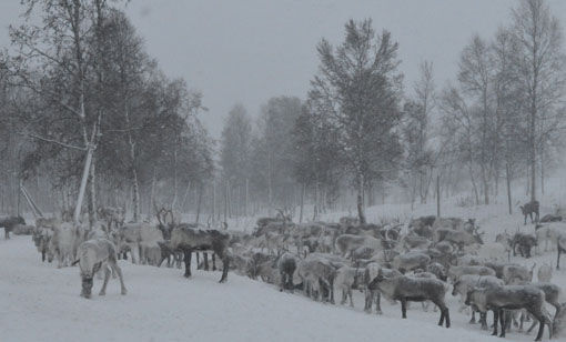 Rein-harde tider før jul