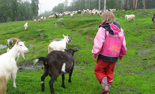 Gårdsglede for ungan