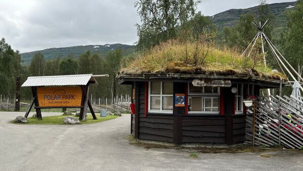 Nå skal ulvene fanges eller avlives
