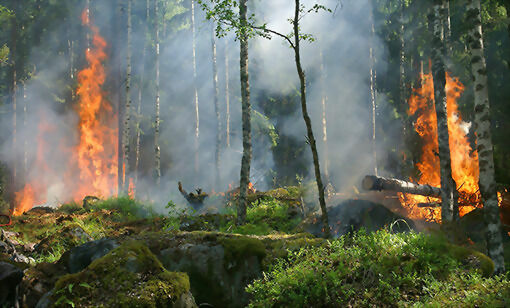 Det melder om stor skogbrannfare i Troms.