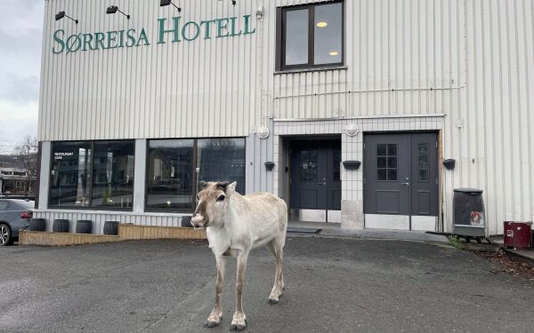 Rein(t) hotellbesøk