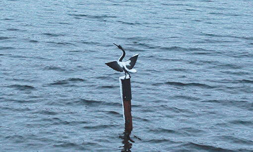 Skulpturen i havet