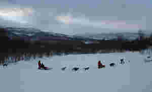 Anerkjent huskyfarm