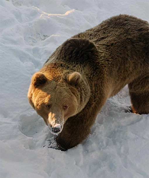 Bjørnen "Pepper" var en av de første bjørnene som kom ut av hiet. FOTO: POLAR PARK