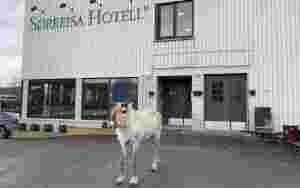 Rein(t) hotellbesøk