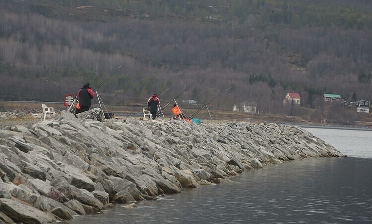 Flere besøkende fiskere benyttet onsdag formiddag moloen i sentrum av Sjøvegan til å prøve fiskelykken, og det med proffesjonelt utstyr.