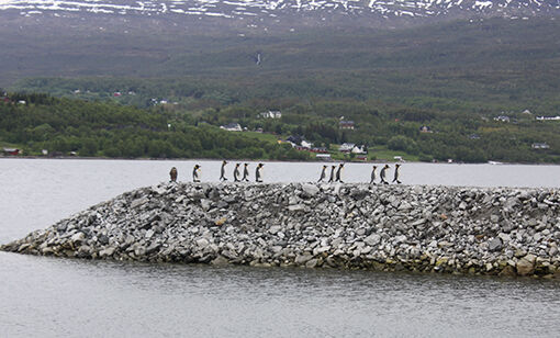 – De pynter opp havna