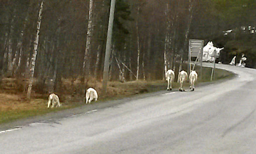 Reinene er helt inne i mot veien ved Svartdalen i Salangen. FOTO: PRIVAT