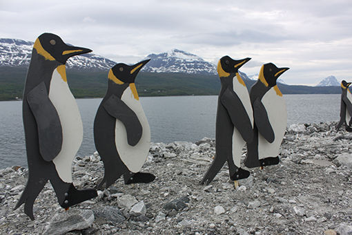 Pingvinene har i år latt vente på seg nede ved moloen ved båthavna på Sjøvegan. ARKIVFOTO