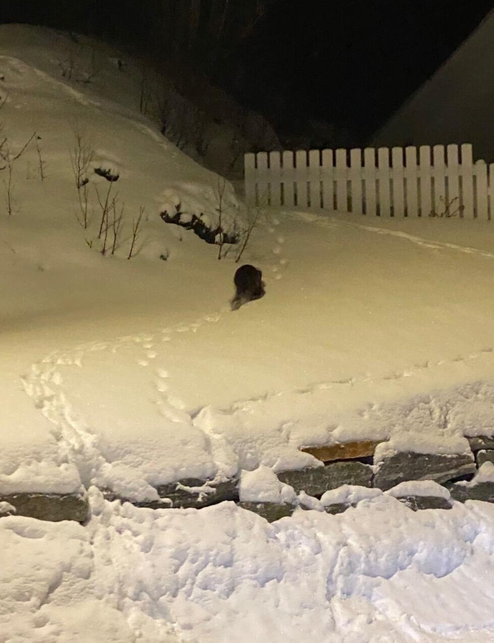 Denne oteren var tydeligvis på ekte "bytur" når han onsdag kveld kravlet seg opp fra Extra- butikken på Sjøvegan og oppover mot Øvre Sjøvegan.
 Foto: Jon Henrik Larsen