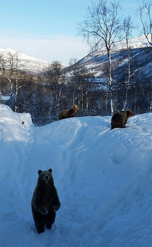 Bjørnene Brutus, Balder og Maj-Britt er ute og utforsker forholdene. FOTO: POLAR PARK