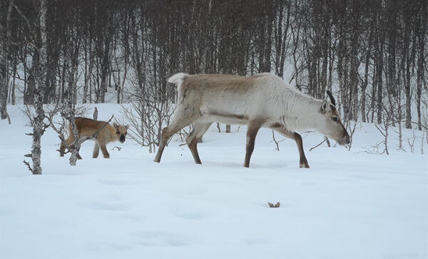 Nye reinsdyrskalver i Polar Park