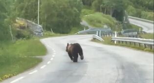 Video 1 - Ungbjørn på villspor