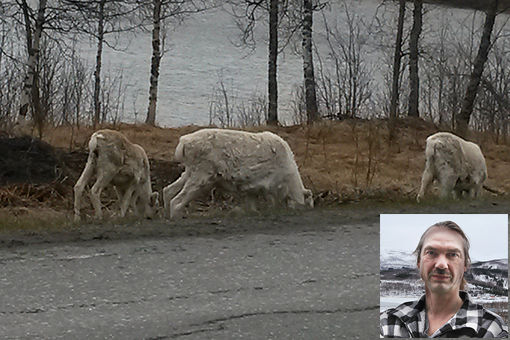 Ronald Kvernmo og resten av familien fikk en flott opplevelse når de observerte reinsdyr på turen fra Lavangen.