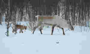 Nye reinsdyrskalver i Polar Park