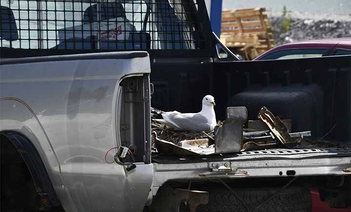 REIR: Måsen har lagt reiret sitt i denne bilen ved YX på Sjøvegan. FOTO: TORBJØRN KOSMO