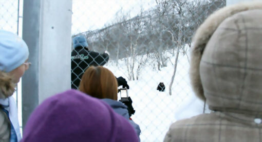 Polar Zoo AS øker antall besøkede på vinteren i parken. Også turister fra Russland har fått interesse for parken. FOTO: JON HENRIK LARSEN