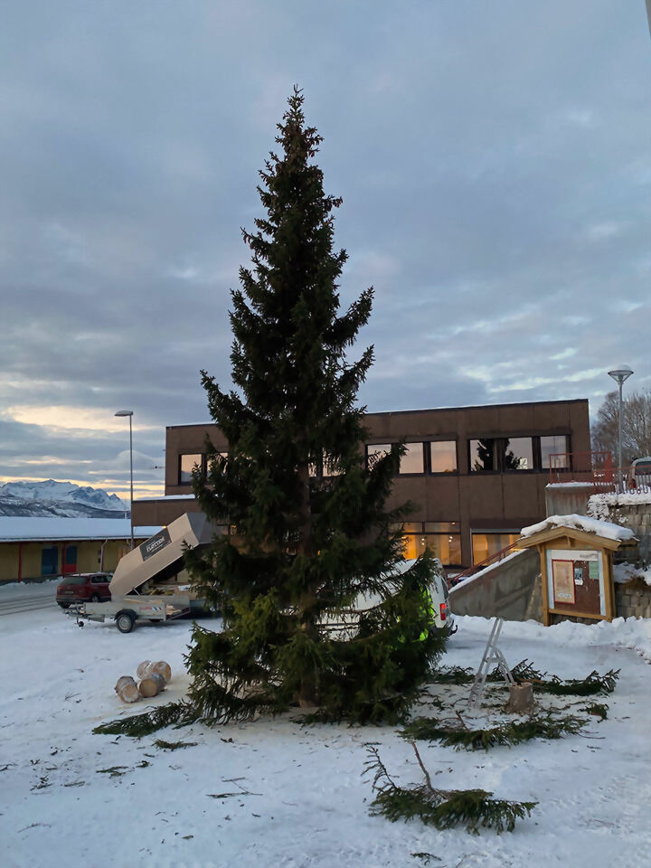 Julegrana i Sjøvegan-sentrum er satt opp nå, og skal tennes den 30.november. FOTO: JON HENRIK LARSEN