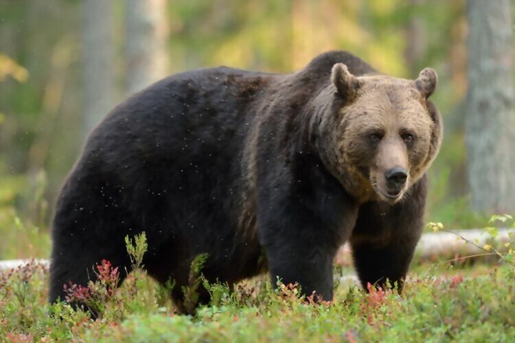 Sauebonde Terje Paulsen ber nå folk gi tips om de ser bjørnen i Salangen.