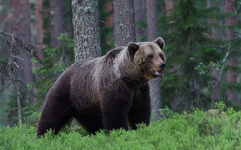 En fritidsfisker ringte inn til politiet etter et skremmende møte med en bjørn ved Nervatnet i Salangen, natt til lørdag.