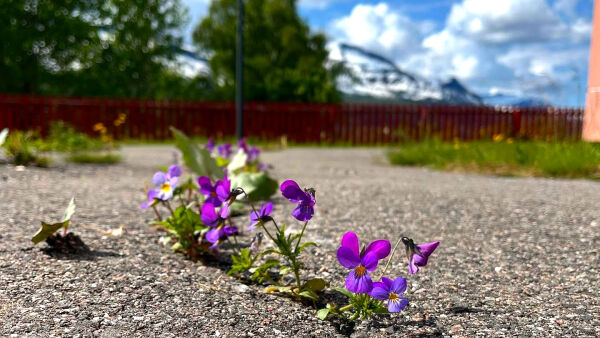 Skikkelig stemoderlig blomst