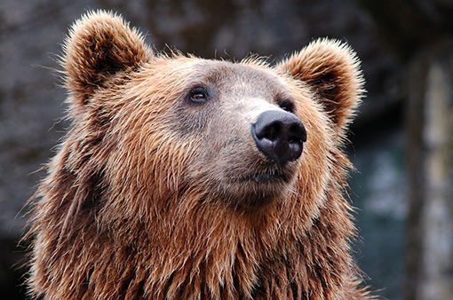 Den 30. januar kan man bli bedrekjent med bjørnene i Troms, og hvordan DNA prøvene samles inn og analyseres.