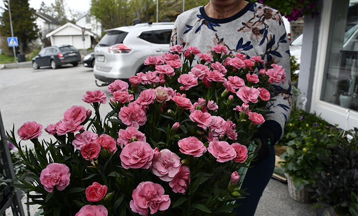 BLOMSTER: Mange er innom Anitas blomster for å kjøpe blomster til sommerpyntingen. FOTO: TORBJØRN KOSMO