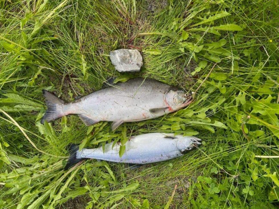 Disse to pukkellaksene ble tatt i sjøen og i elva. Det er de to første pukkellaks fangstene i helga.