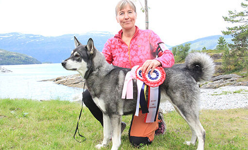 En vellykket hundehelg