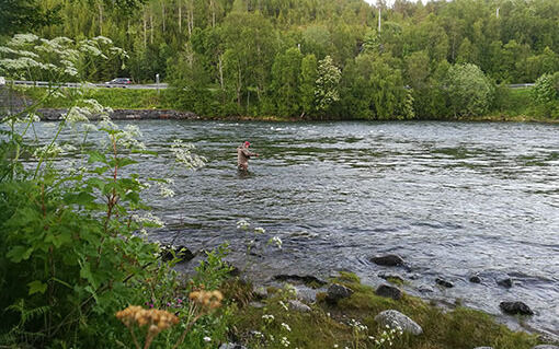 Vil stanse lakse- fisket i flere vassdrag