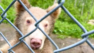 Ny bjørneunge født i Polar Park