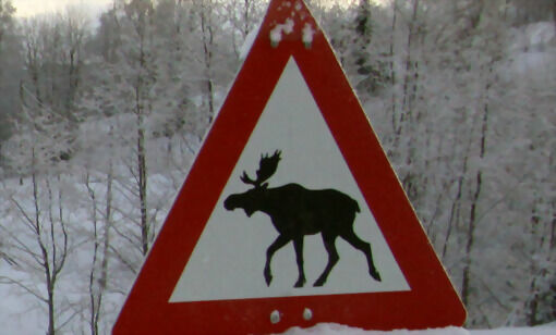Skogens konge på vei