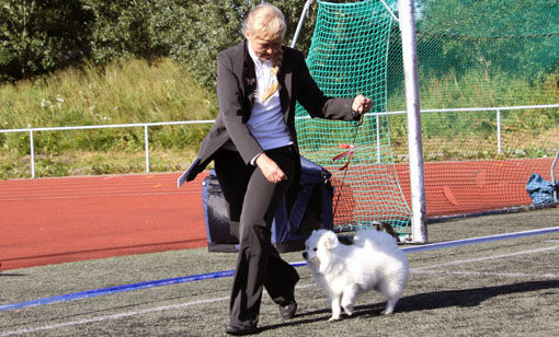 Hundehelg i Lofoten