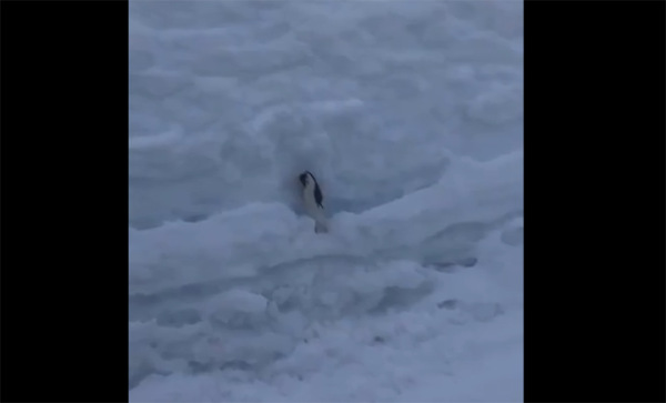 Snømus tok livet av mus