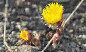 Neimen, den blomstrer!