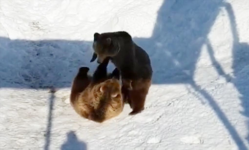 De ansatte ved Polar Park filmet de to bjørnene som koser seg ute i sola. Nederst i artikkelen ligger videoklippet.
