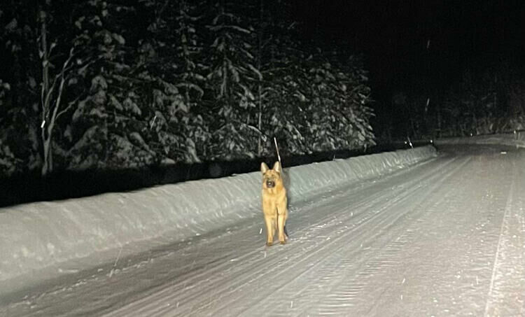 Denne schäferhunden sprang langs veien over Lavangseidet natt til lørdag. Det er uvisst om den har kommet til rette til sin eier. FOTO: TIPSER